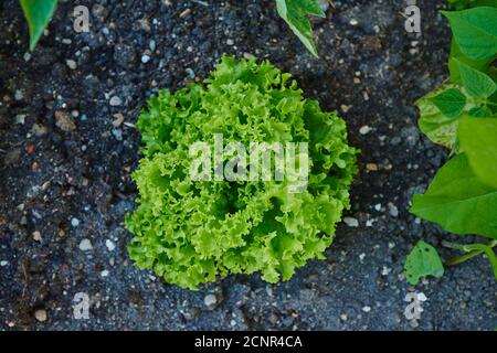 Laitue (Lactuca sativa var Crispa), lit de fleurs, vert, gros plan Banque D'Images