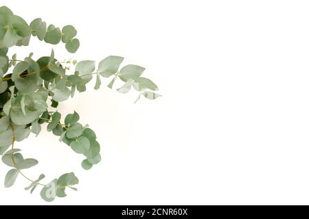 Un bouquet de brindilles d'eucalyptus vert dans un pot en verre sur la table. Banque D'Images