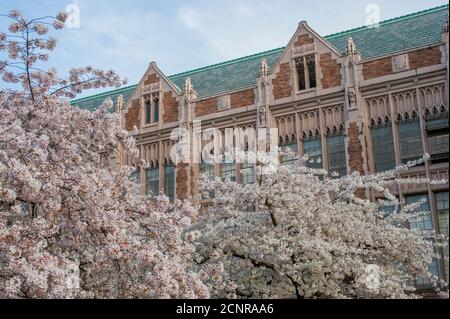 Floraison des cerisiers au printemps au Quad de l'Université de Washington à Seattle, État de Washington, États-Unis. Banque D'Images