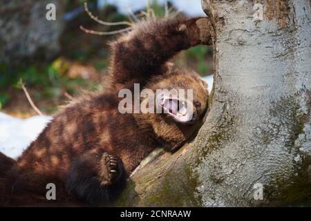 Ours brun eurasien (Ursus arctos arctos), hiver, couché, bâillement Banque D'Images