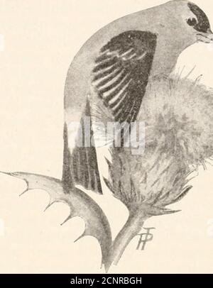 . Vie des oiseaux du Michigan : une liste de toutes les espèces d'oiseaux connues pour se produire dans l'État avec un aperçu de leur classification et un compte rendu de l'histoire de la vie de chaque espèce, avec une référence spéciale à sa relation à l'agriculture ... . .25; queue 2.40 à 2.60; ponceaux exposés .33 à .42; profondeur de la facture à la base .25 à .30; tarse .60 à .68. 215. Goldfinch. Astragalinus tristis tristis (Linn.). (529) synonymes: American Goldfinch, Ycllowbird, Tlipinch-oiseau, laitue-oiseau, Wild Canary—Fringiila tristis, Linn., 1758, également de Wilson, Bonap., Audubon, Nuttall.^Spinus tristisA. O. II Liste de contrôle, 1 Banque D'Images