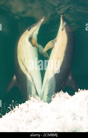 Une paire de petits dauphins communs à bec, Delphinus delphis, nageant devant un bateau de pêche au large de la côte du Devon du Sud. Angleterre GB Banque D'Images