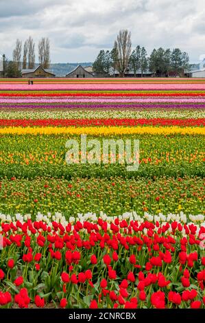 Vue sur les champs de tulipes au printemps dans la vallée de Skagit près de Mount Vernon, État de Washington, États-Unis avec une grange en arrière-plan. Banque D'Images