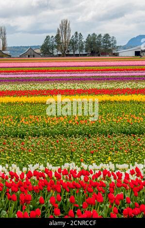 Vue sur les champs de tulipes au printemps dans la vallée de Skagit près de Mount Vernon, État de Washington, États-Unis avec une grange en arrière-plan. Banque D'Images