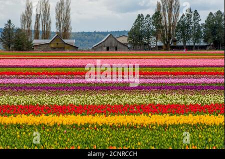 Vue sur les champs de tulipes au printemps dans la vallée de Skagit près de Mount Vernon, État de Washington, États-Unis avec une grange en arrière-plan. Banque D'Images