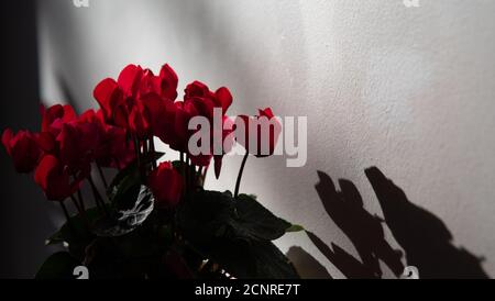 Le concept de chagrin. Les fleurs de cyclamen ombent les silhouettes contre les murs. Arrière-plan abstrait. Un jeu de lumière et d'ombre. Banque D'Images