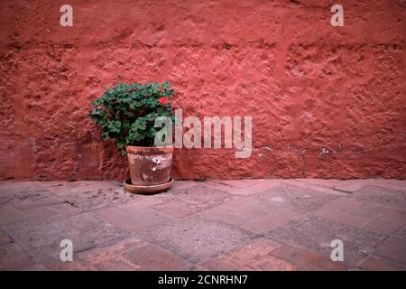 Une fleur de géranium rouge unique de pelargonium de ciboul. contre le feuillage vert dans un pot d'argile. Le pot est placé contre un mur de stuc rose ou rouge Banque D'Images