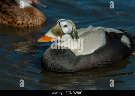 Un canard d'eider à la spectaculaire (Somateria fischeri) nage sur un étang dans la vallée de Skagit près de la Conner, dans l'État de Washington, aux États-Unis. Banque D'Images