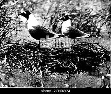 . Parmi les oiseaux aquatiques : observation, aventure, photographie : un récit populaire de la sauvagine dans les États du nord et du milieu et dans le bas du Canada, à l'est des montagnes Rocheuses . VOICI LES NIDS, LES TIGES D'HERBE MORTE DE PLATFORMSOF FLOTTANT RUDE. NID DE FRANKLINS GULL parmi les yards de la chouette d'eau à part, partout à travers l'herbe. La date a été le 25 juin, et la plupart des aubergines ont éclos. De jeunes goélands minuscules dans un plumage tacheté et dégoûtant, pagayaient dans les prairies dans toutes les directions. Notre chef d'orchestre avait été héréenviron le 25 mai et avait trouvé tous les nids. PAIRE DE FRANK Banque D'Images