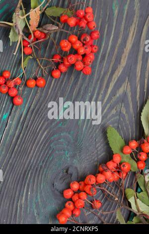 Branche de Rowan avec baies et feuilles. Elle repose sur des planches de pin peintes en noir et vert. Arrière-plan de l'automne. Banque D'Images