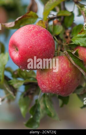 Pommes rouges mûres et feuilles vertes sur un arbre avec des gouttes de pluie de rosée à l'automne. Banque D'Images