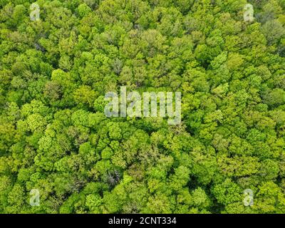 Vue sur la forêt dense de feuillus verts. Banque D'Images