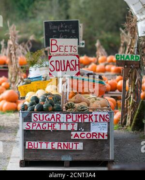 Panneaux faits maison annonçant des légumes de saison à vendre sur le stand de ferme local. Banque D'Images