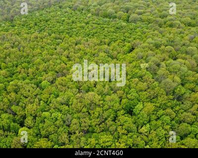 Vue de dessus de la forêt verte, vue aérienne. Banque D'Images