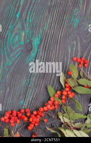 Branche de Rowan avec baies et feuilles. Elle repose sur des planches de pin peintes en noir et vert. Arrière-plan de l'automne. Banque D'Images