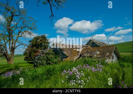 Phlox fleurit à côté d'une ancienne ferme abandonnée dans le comté de Whitman, dans la Palouse, près de Pullman, État de Washington de l'est, États-Unis. Banque D'Images