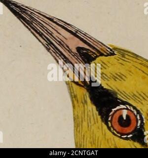 . Une histoire des oiseaux britanniques / par le Rév. F. O. Morris . 5. 3