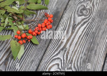 Branche de Rowan avec baies et feuilles. Elle repose sur des planches de pin peintes en noir et blanc. Arrière-plan de l'automne. Banque D'Images