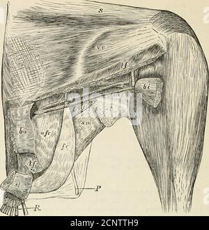 . La faune de l'Inde britannique, y compris Ceylan et la Birmanie . riorly. Les maxillo-palatines sont unies à travers la ligne médiane, soit directement, soit par l'intermédiation des ossifications dans le septum nasal. Les extrémités postérieures des palatines et les extrémités antérieures des pterygoïdes s'articulatedirectement avec la tribune, comme dans la division précédente [et non avec les postériorends divergents du vomir comme chez les oiseaux Dromasognathous et généralement chez Ratit^e].—Huxley, I. c. p. 435. Dans le type de palais Mgithognathous (figure vol. I. de l'œuvre actuelle, p. 4), le thevomer est un os large, brusquement trunc Banque D'Images