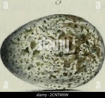 . Oologie britannique : illustrations des oeufs des oiseaux britanniques, avec des figures de chaque espèce, autant que possible, tirées et colorées de la nature : accompagnées de descriptions des matériaux et de la situation de leurs nids, du nombre d'oeufs, et c. . Banque D'Images