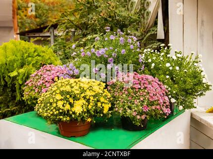 Des pots de fleurs d'automne sont vendus au Festival Chrysanthemum. Chrysanthèmes rouges et jaunes avec asters rouges et bleus sur un podium vert dans la pluie Banque D'Images