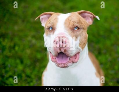 Un chien rouge de léopard de Catahoula mixte race chien avec secteur hétérochromie dans ses yeux Banque D'Images