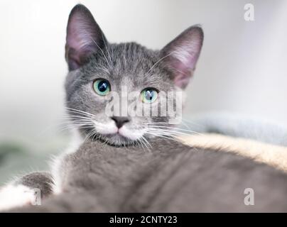 Un joli petit chaton gris et blanc au vert vif yeux Banque D'Images