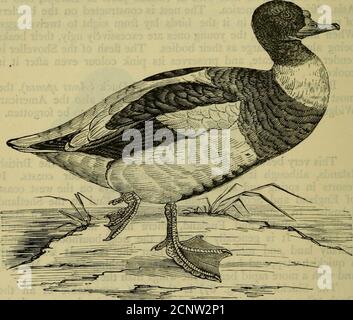 . Reptiles et oiseaux : un récit populaire de leurs différents ordres, avec une description des habitudes et de l'économie des plus intéressantes . ns de son plumage. Il est plus grand et se dresse sur ses jambes que le canard sauvage commun. Le plumage est plein, doux et mélangé; les plumes de la tête et du haut du cou sont petites et soyeuses. Les couleurs sont très brillantes, étant d'un vert noir brillant sur la tête et le cou, des reflets violacés dans certaines lumières; une large bande ou un anneau de blanc se trouve sur le cou, et un plus bas de orange-rouge entoure la partie avant du corps. Le reste des parties inférieures a Banque D'Images