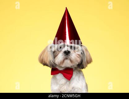 Adorable chiot Shih Tzu portant un noeud papillon et un chapeau de fête fond de studio jaune Banque D'Images