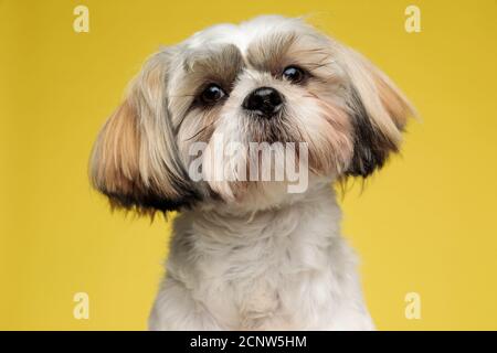 Gros plan d'un chiot Shih Tzu heureux en quête d'avenir sur fond de studio jaune Banque D'Images