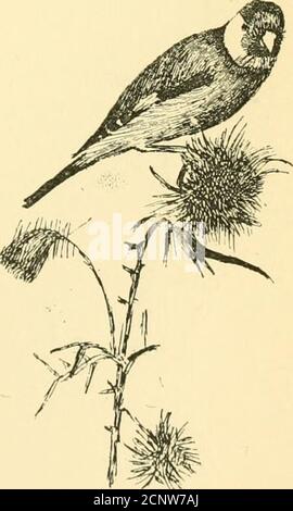 . L'histoire de hedgerow et de l'étang . hen les privetberries noires sont mûres, les bullfinches avec les chapeaux de velours noir viennent pour eux. Les hanches de Thescarlet et les pattes de la ruddy nourrissent les thrushes domestiques et étrangers, et alsothe verdfinch et hawfinch. Cet oiseau last78 Hedgerow Life possède un béakque si puissant qu'il peut fendre une pierre de cerisier avec lui.les goldfinches et les linnets se rassemblent à la récolte de chardon, et de tirer les flèches de plumes et de manger les petites graines conteneusà la fin d'eux. Merryly ils flitde chardon à chardon, accrochant comme des acrobates gailycolorés aux plantes de flexion, alors que l'air est Banque D'Images