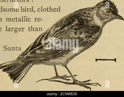 . Demi-heure avec les poissons, les reptiles et les oiseaux. QUELQUES OISEAUX PERCHING 225 Polly, mettre la bouilloire et bien tous prendre le thé (Fig. 205), et d'autres phrases que les corbeaux apprennent à la toutter sous des instructeurs habiles ? Le corbeau est un bel oiseau, clothedin noir jais garbe avec des relections métalliques. Il est plus grand que^le corbeau. Quand j'ai visité l'île de SantaCatalina, Cali-fornia, j'ai trouvé les*corbeaux très communs et sociaux, surveillant les pêcheurs et 2°4 voler des poissons si l'occasion s'offrait. Quand le vent a lourdement, les corbeaux se sont rassemblés dans des troupeaux et ont commencé aremarkable série de ventre élevé, s Banque D'Images