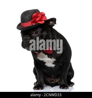 Chien Bulldog timide français portant un noeud papillon et chapeau décoré, assis sur fond blanc studio Banque D'Images