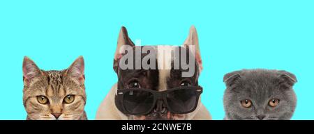 Chien Bulldog français cool portant des lunettes de soleil à côté d'un métis chat et Scottish Fold chat sur fond bleu Banque D'Images