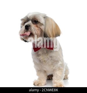 Chiot shih Tzu maladroit portant un noeud papillon et le collant langue assis sur fond blanc de studio Banque D'Images