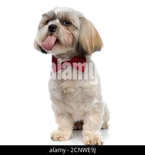 Adorable chiot Shih Tzu qui colle à la langue, portant un noeud papillon tout en étant assis sur un fond blanc de studio Banque D'Images