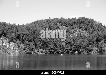 Prise de vue en niveaux de gris d'arbres réfléchis sur un lac Banque D'Images