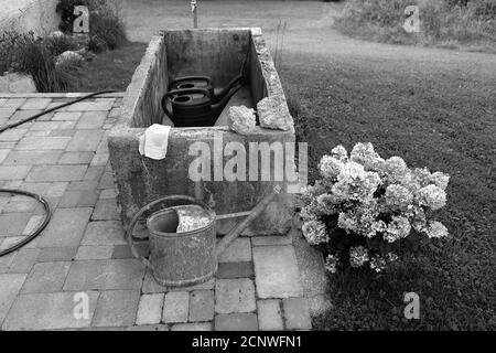 Prise de vue en niveaux de gris des arrosoirs et des fleurs d'hortensia dans un jardin Banque D'Images