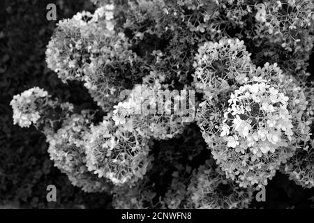 Photo en niveaux de gris de fleurs d'hortensia dans un jardin Banque D'Images