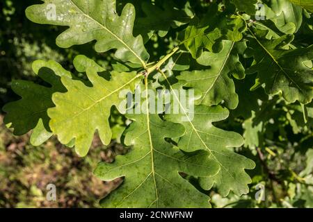 Une branche de feuilles vertes oaken dans la forêt Banque D'Images