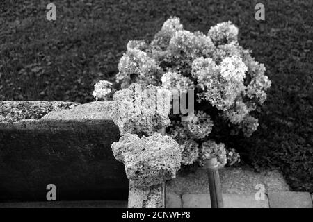 Photo en niveaux de gris de fleurs d'hortensia dans un jardin Banque D'Images