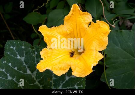 Fleur femelle Cucurbita avec abeille de courge pollinisante Banque D'Images