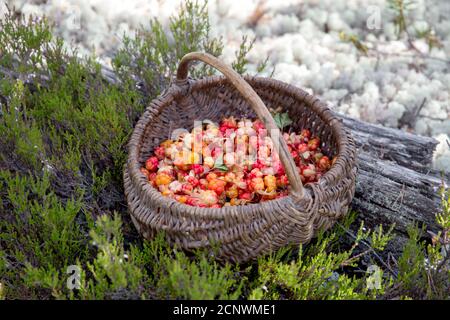 Baies mûres dans un panier dans la forêt. Carélie. Russie Banque D'Images