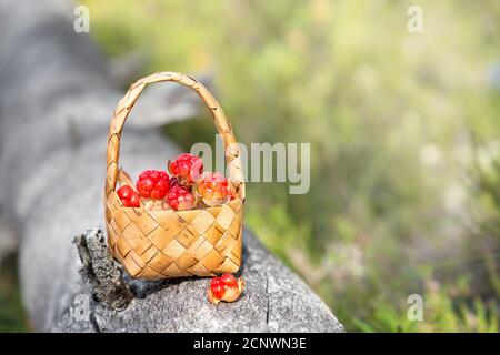 Baies mûres dans un panier dans la forêt. Carélie. Russie Banque D'Images