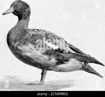 . Notre jeu à plumes; un manuel du jeu nord-américain oiseaux . 59 60 Banque D'Images