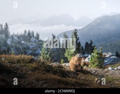 Une marmotte en face des chaînes de montagnes qui dépasse d'une mer de brouillard dans la vallée près de Cinque Torri dans les Dolomites, Tyrol du Sud, Italie Banque D'Images