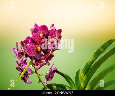 Orchid, Vanda sanderiana, considéré comme la Reine des fleurs d'orchidées philippines sur fond de nature floue, Macro Banque D'Images