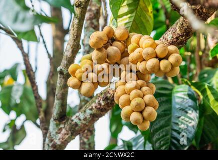 Lasium Demesticum, (nom thai Longkong) sur un arbre flou d'arrière-plan, Macro Banque D'Images