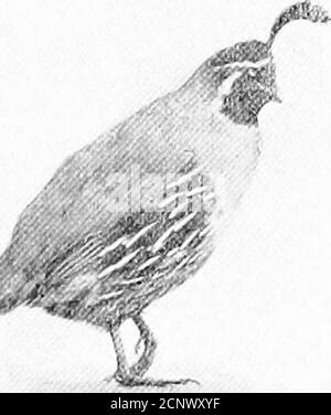 . Notre jeu à plumes; un manuel du jeu nord-américain oiseaux . 13 14. Banque D'Images