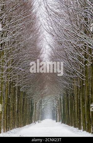 Avenue, hiver, neige, Banque D'Images